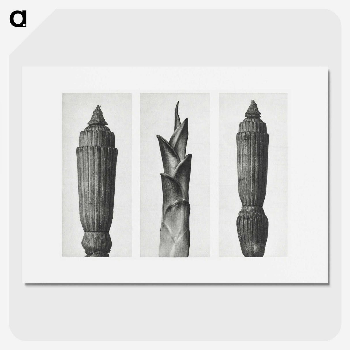 1-100_Karl-Blossfeldt_picture
