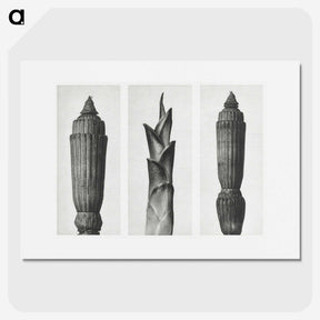 1-100_Karl-Blossfeldt_picture