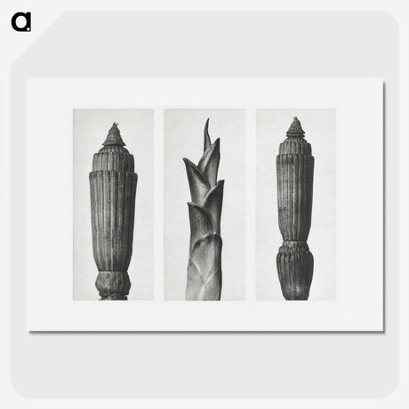 1-100_Karl-Blossfeldt_picture