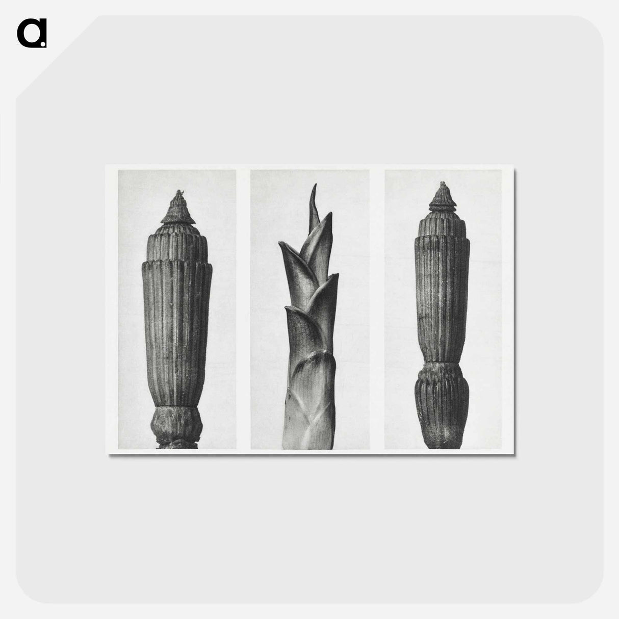 アートポストカード-Equisetum Hiemale (Winter Horsetail) enlarged 12 times, Hosta Japonica (Savannah–Wood) enlarged 4 times, and Equisetum Hiemale (Winter Horsetail) enlarged 12 times from Urformen der Kunst by. - カール ブロスフェルト Postcard.