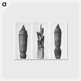 アートポストカード-Equisetum Hiemale (Winter Horsetail) enlarged 12 times, Hosta Japonica (Savannah–Wood) enlarged 4 times, and Equisetum Hiemale (Winter Horsetail) enlarged 12 times from Urformen der Kunst by. - カール ブロスフェルト Postcard.