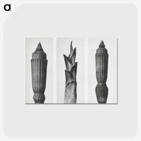 1-100_Karl-Blossfeldt_postcard