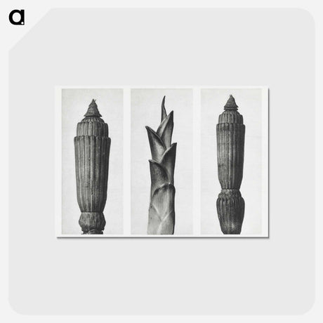 アートポストカード-Equisetum Hiemale (Winter Horsetail) enlarged 12 times, Hosta Japonica (Savannah–Wood) enlarged 4 times, and Equisetum Hiemale (Winter Horsetail) enlarged 12 times from Urformen der Kunst by. - カール ブロスフェルト Postcard.