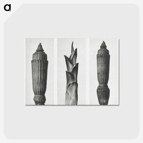 Equisetum Hiemale (Winter Horsetail) enlarged 12 times, Hosta Japonica (Savannah–Wood) enlarged 4 times, and Equisetum Hiemale (Winter Horsetail) enlarged 12 times from Urformen der Kunst by. - カール ブロスフェルト Postcard.