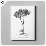 1-100_Les-Palmiers-Histoire-Iconographique_canvas