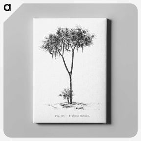 1-100_Les-Palmiers-Histoire-Iconographique_canvas
