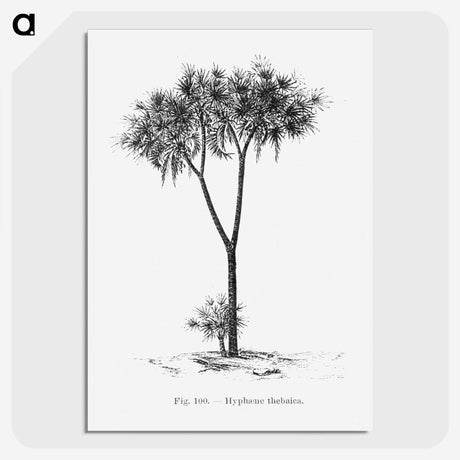 1-100_Les-Palmiers-Histoire-Iconographique_picture-crop