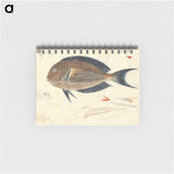 A Fish
 - ルイージ バルガーニ Memo.