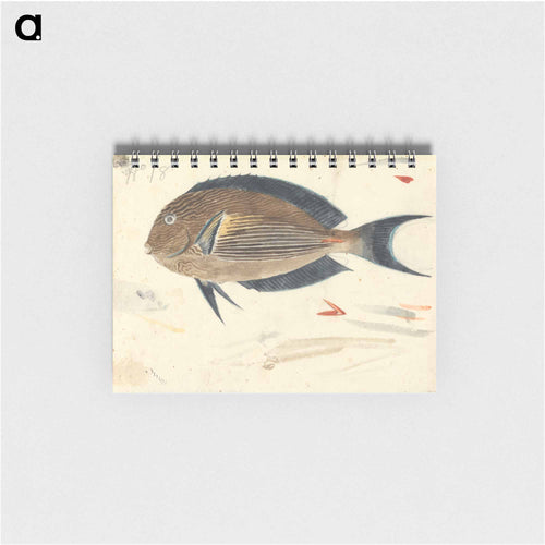 A Fish
 - ルイージ バルガーニ Memo.
