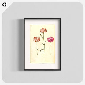アートポスター-Dianthus caryophyllus
 - マリア ジビーラ メーリアン Poster.