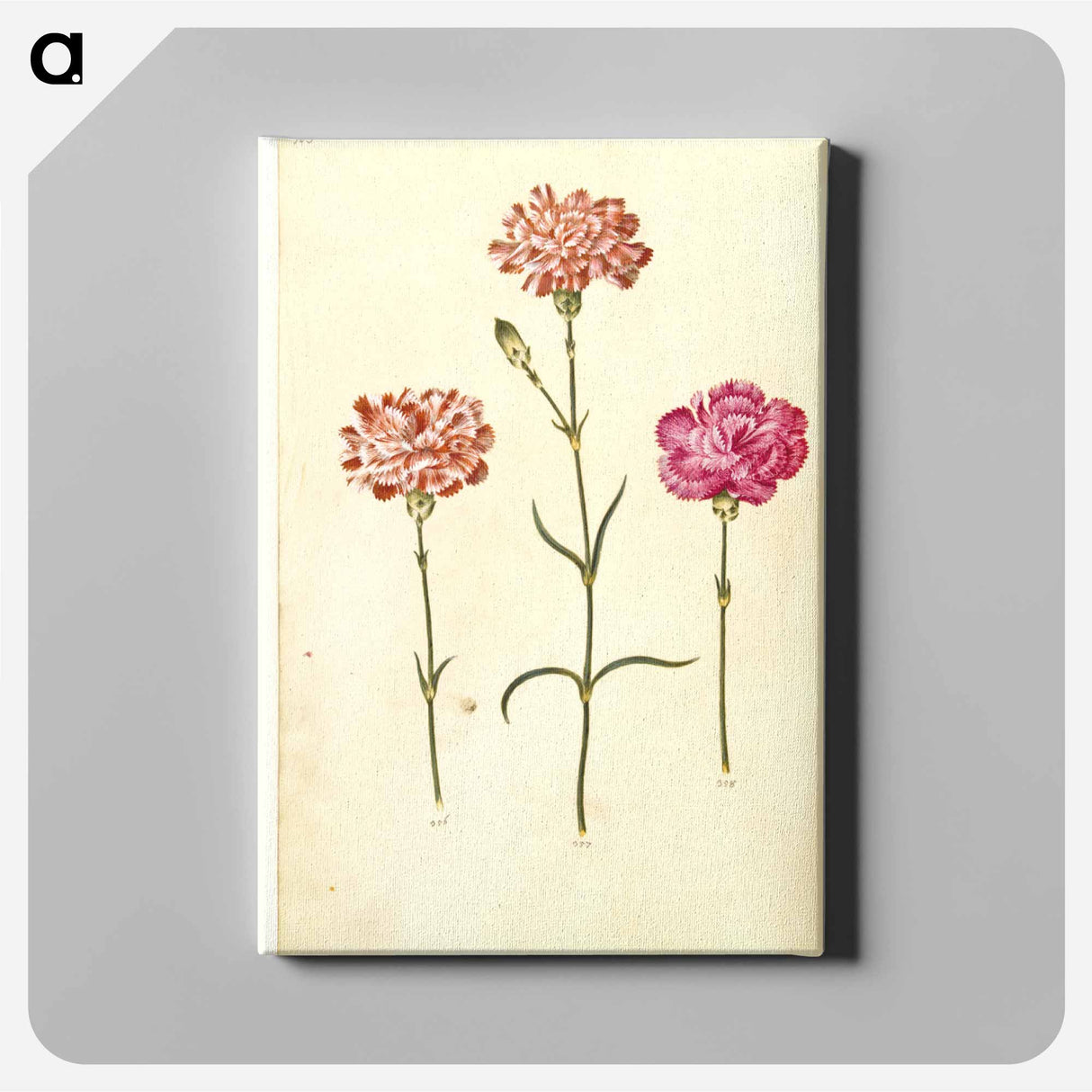 アートパネル-Dianthus caryophyllus
 - マリア ジビーラ メーリアン Canvas.