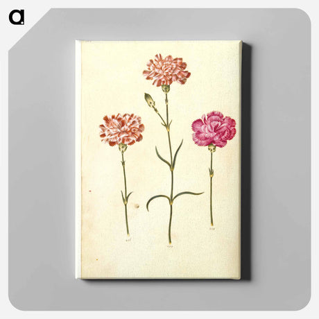 アートパネル-Dianthus caryophyllus
 - マリア ジビーラ メーリアン Canvas.
