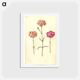 アートポストカード-Dianthus caryophyllus
 - マリア ジビーラ メーリアン Postcard.