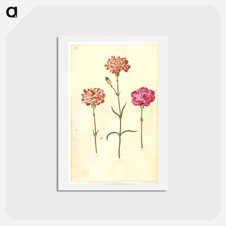 アートポストカード-Dianthus caryophyllus
 - マリア ジビーラ メーリアン Postcard.