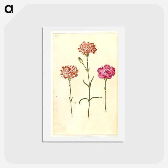 アートポストカード-Dianthus caryophyllus
 - マリア ジビーラ メーリアン Postcard.