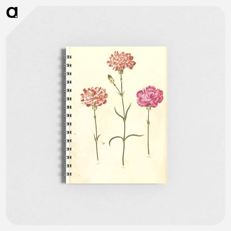 アートメモ帳-Dianthus caryophyllus
 - マリア ジビーラ メーリアン Memo.