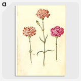 1-100_Maria-Sibylla-Merian_picture-crop