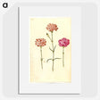 1-100_Maria-Sibylla-Merian_picture