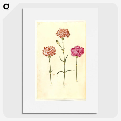 1-100_Maria-Sibylla-Merian_picture