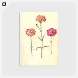 アートポストカード-Dianthus caryophyllus
 - マリア ジビーラ メーリアン Postcard.