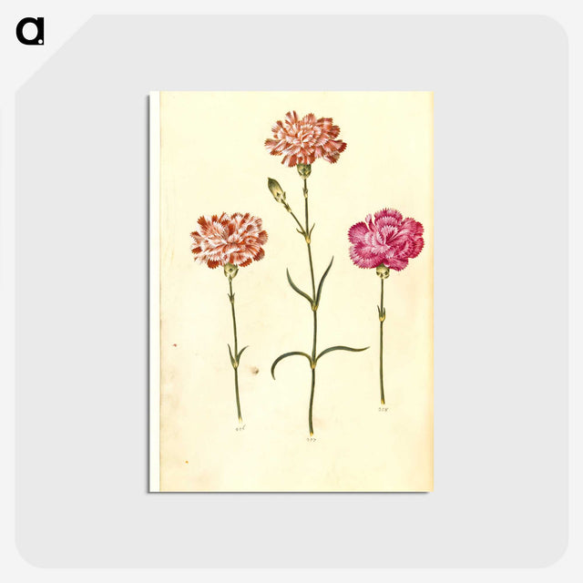 1-100_Maria-Sibylla-Merian_postcard