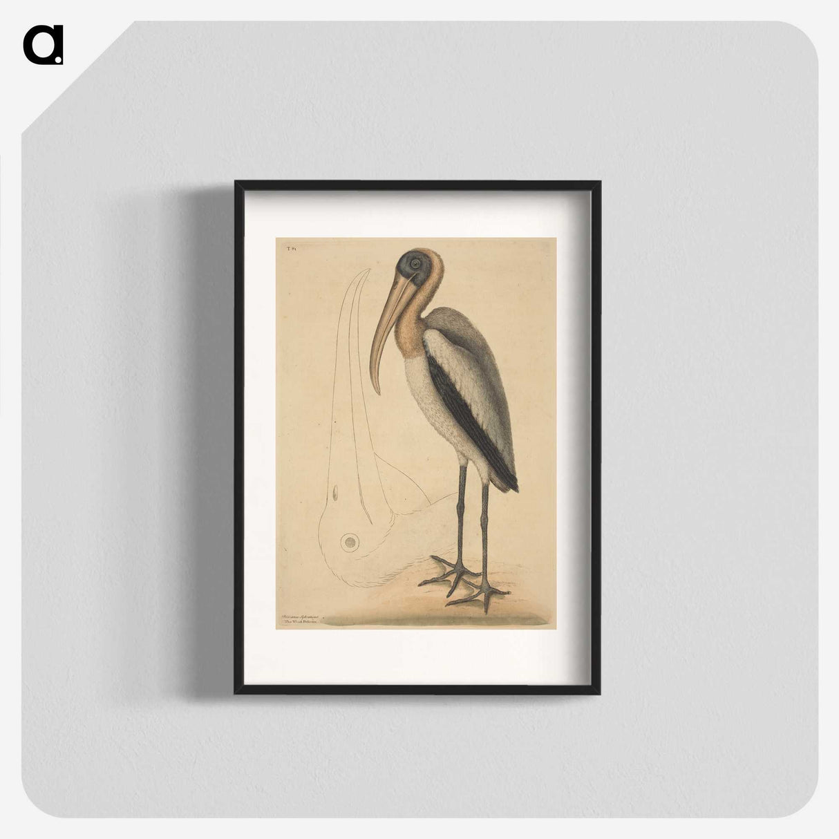 1-100_Mark-Catesby_blk