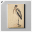 1-100_Mark-Catesby_canvas