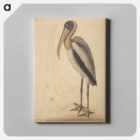 アートパネル-The Wood Pelican
 - マーク ケイツビー Canvas.