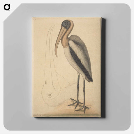 アートパネル-The Wood Pelican
 - マーク ケイツビー Canvas.