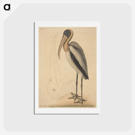 アートポストカード-The Wood Pelican
 - マーク ケイツビー Postcard.