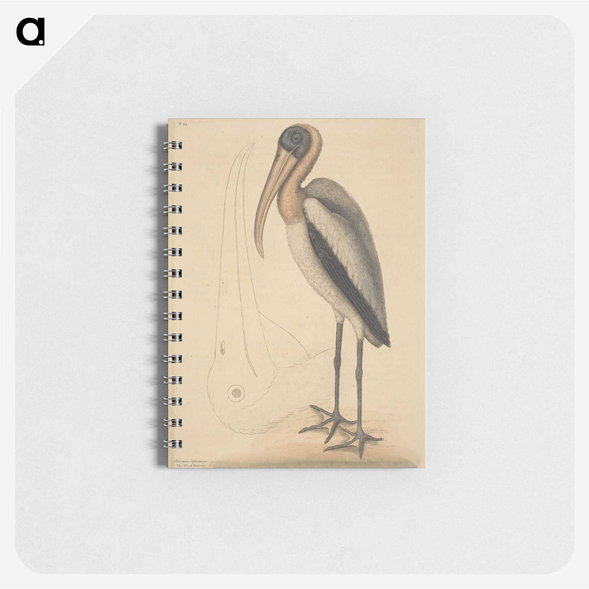 1-100_Mark-Catesby_memo