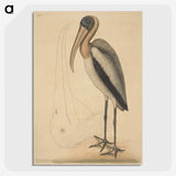 1-100_Mark-Catesby_picture-crop
