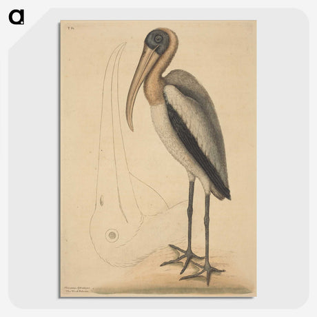 1-100_Mark-Catesby_picture-crop