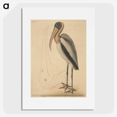 1-100_Mark-Catesby_picture
