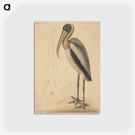 アートポストカード-The Wood Pelican
 - マーク ケイツビー Postcard.