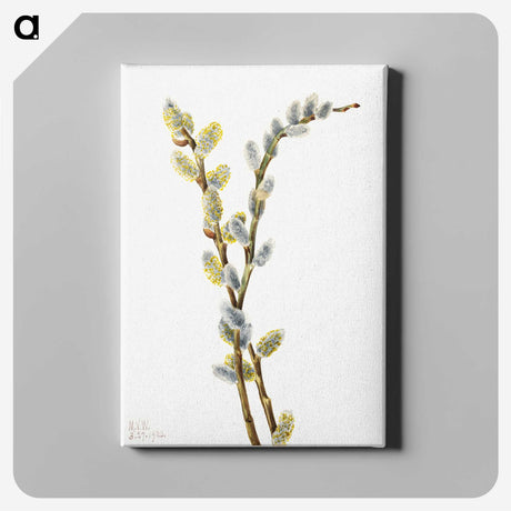 1-100_Mary-Vaux-Walcott_canvas