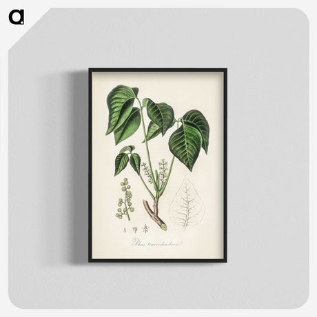 1-100_Medical-Botany_blk-crop