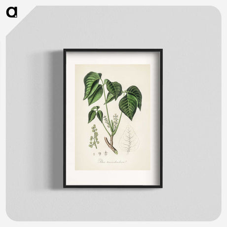 1-100_Medical-Botany_blk