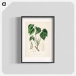アートポスター-Rhus toxicodendron
 - 薬用植物学 Poster.