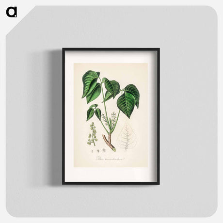 アートポスター-Rhus toxicodendron
 - 薬用植物学 Poster.