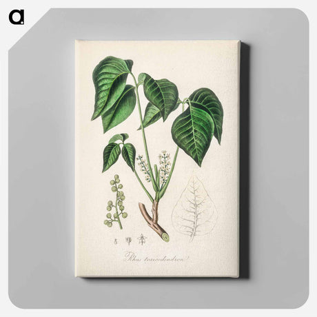 アートパネル-Rhus toxicodendron
 - 薬用植物学 Canvas.