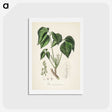 1-100_Medical-Botany_hagaki