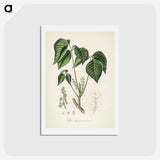 1-100_Medical-Botany_hagaki