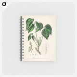 アートメモ帳-Rhus toxicodendron
 - 薬用植物学 Memo.
