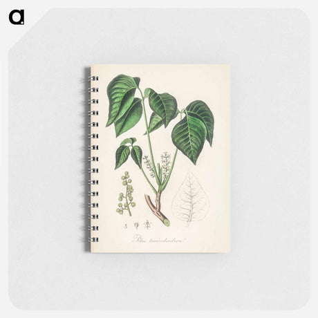 アートメモ帳-Rhus toxicodendron
 - 薬用植物学 Memo.