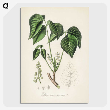 1-100_Medical-Botany_picture-crop