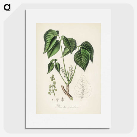 1-100_Medical-Botany_picture