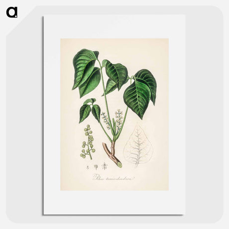 アートポスター-Rhus toxicodendron
 - 薬用植物学 Poster.