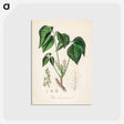 アートポストカード-Rhus toxicodendron
 - 薬用植物学 Postcard.