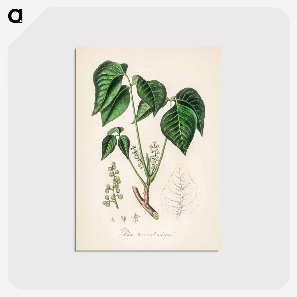 アートポストカード-Rhus toxicodendron
 - 薬用植物学 Postcard.